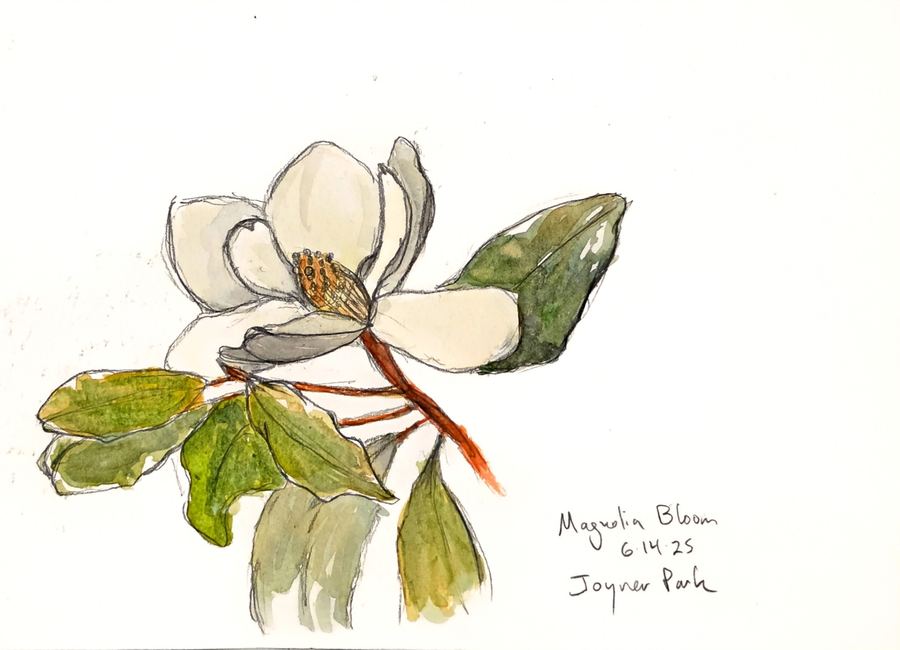 Still life sketch